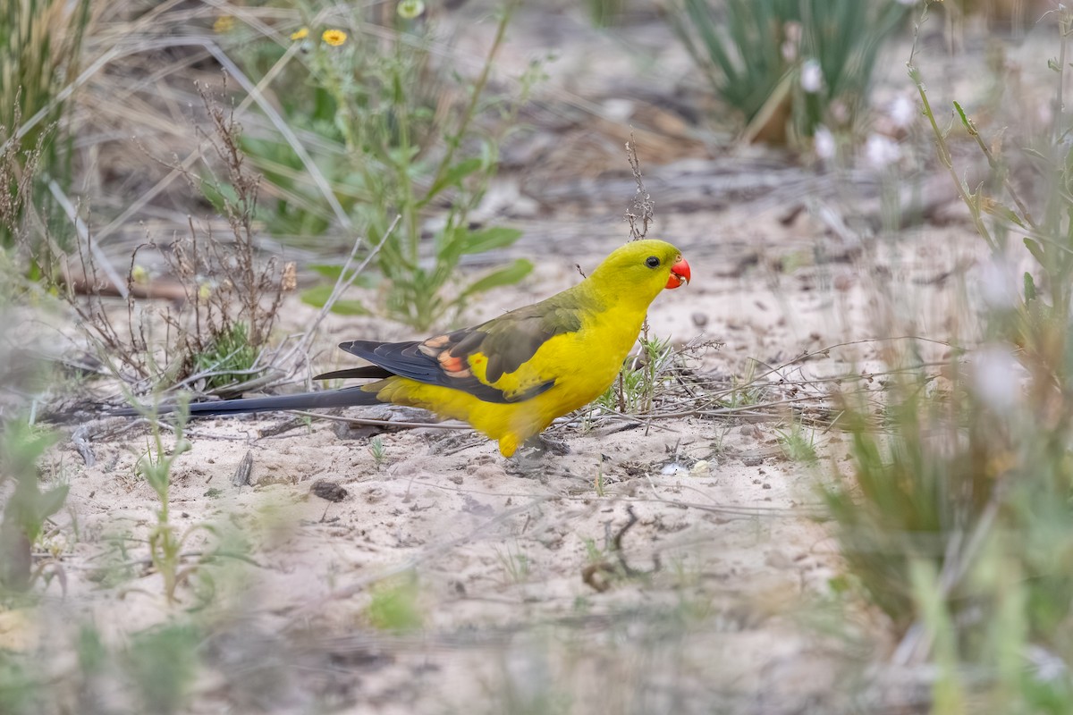 Regent Parrot - ML643128150