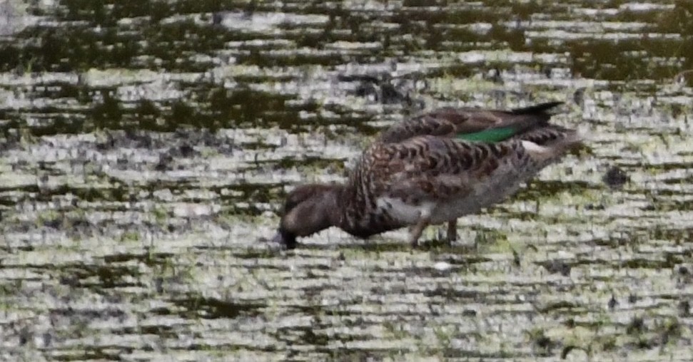 Green-winged Teal - ML643128154
