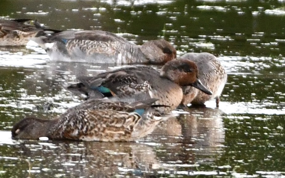 Green-winged Teal - ML643128155