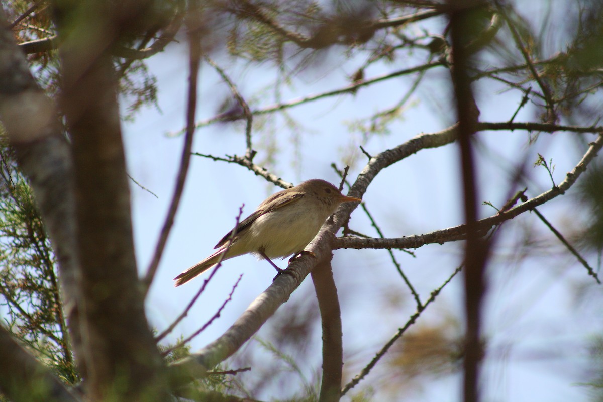 Western Olivaceous Warbler - ML643128156