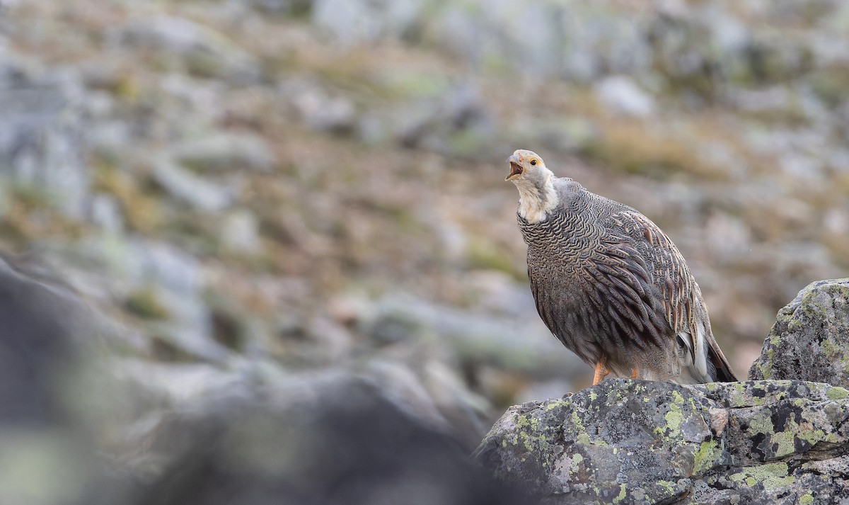Caucasian Snowcock - ML643128163