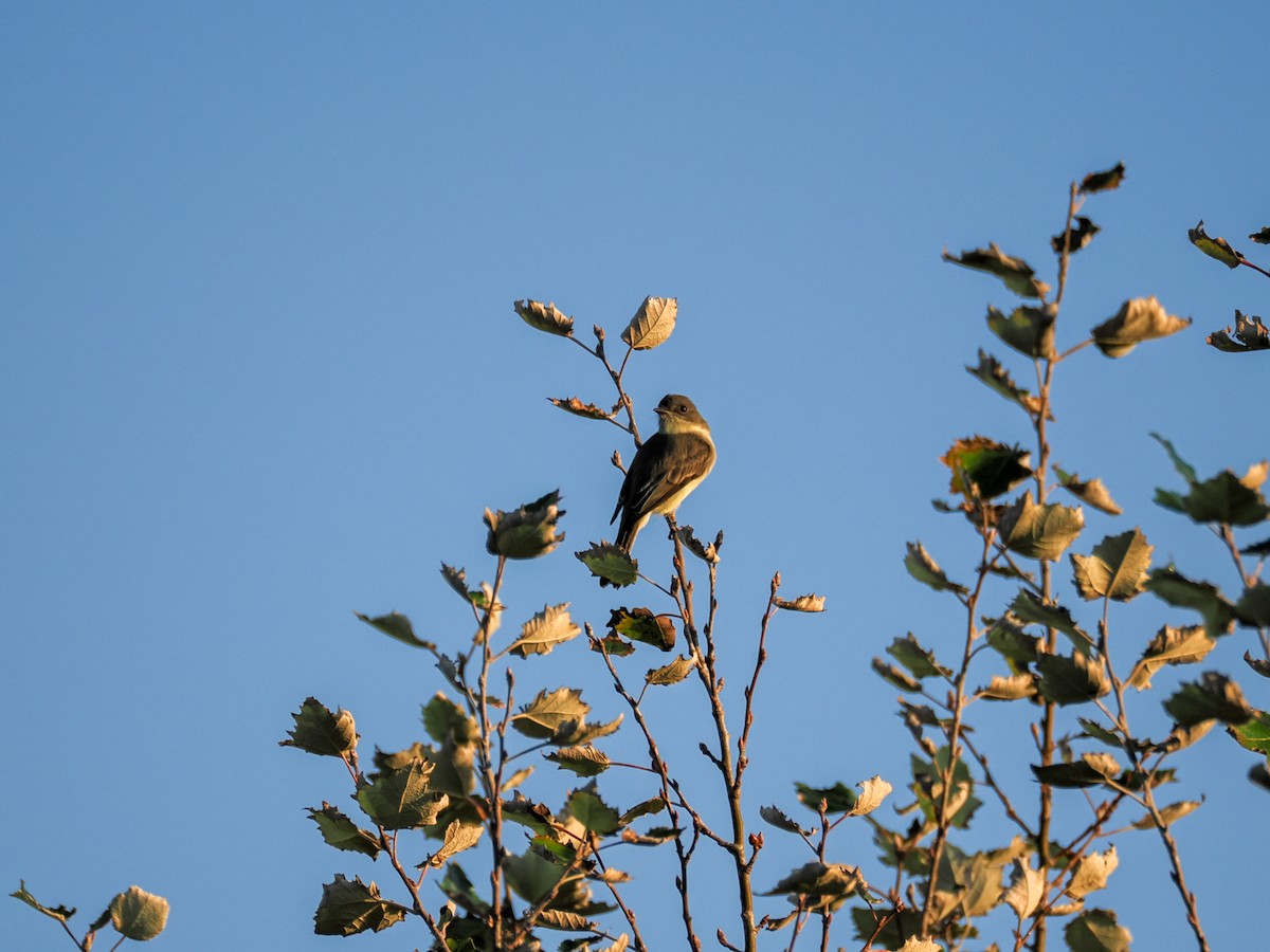 Eastern Phoebe - ML643128175