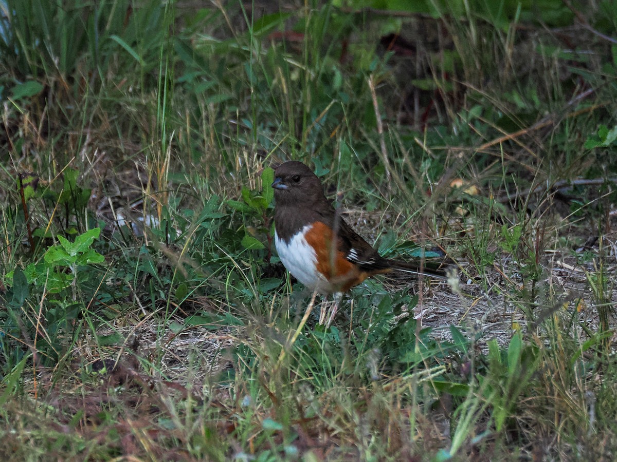 Eastern Towhee - ML643128177