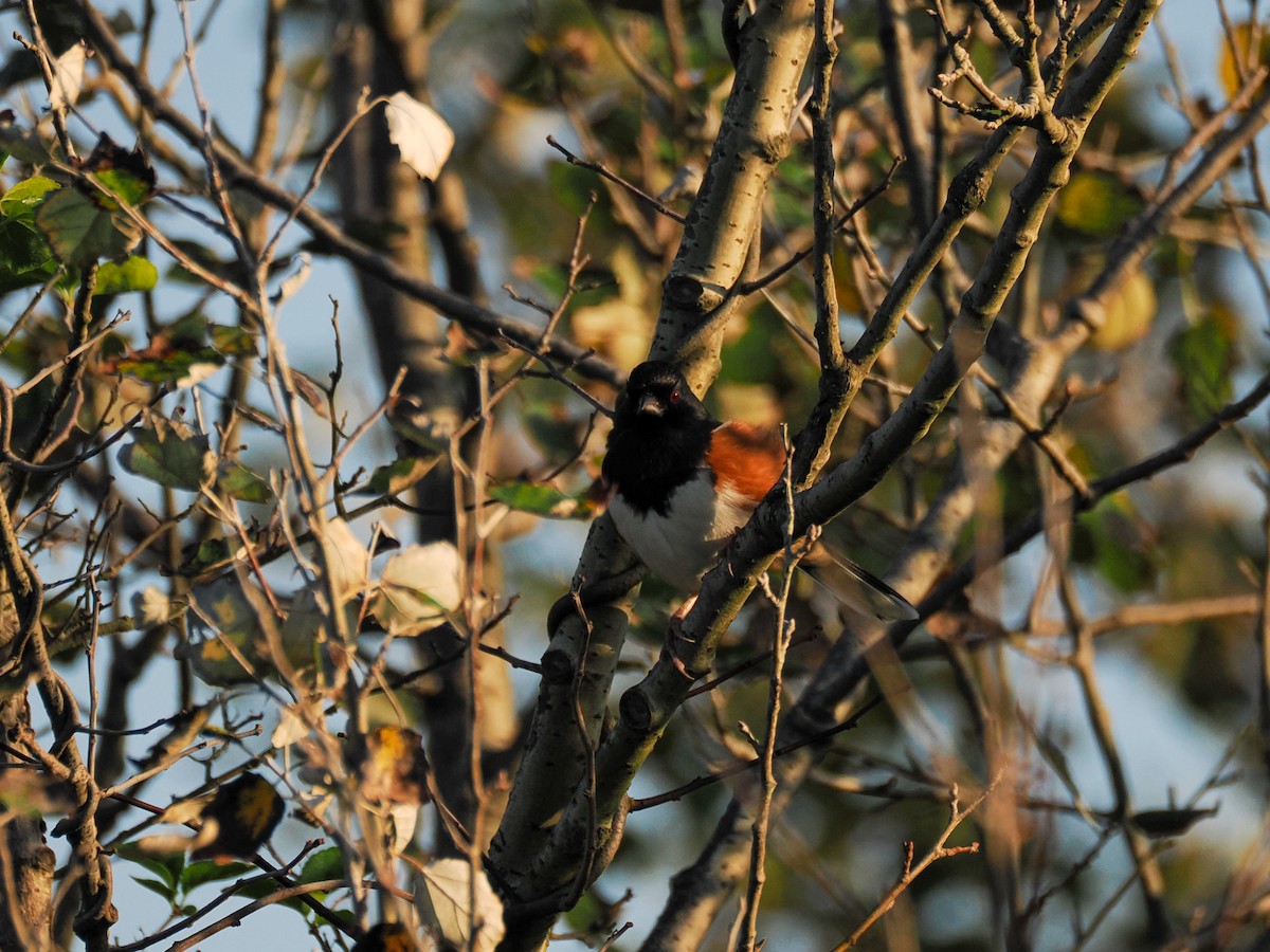 Eastern Towhee - ML643128178