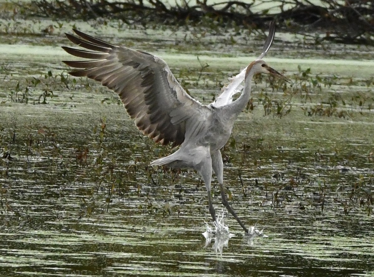 Sandhill Crane - ML643128179