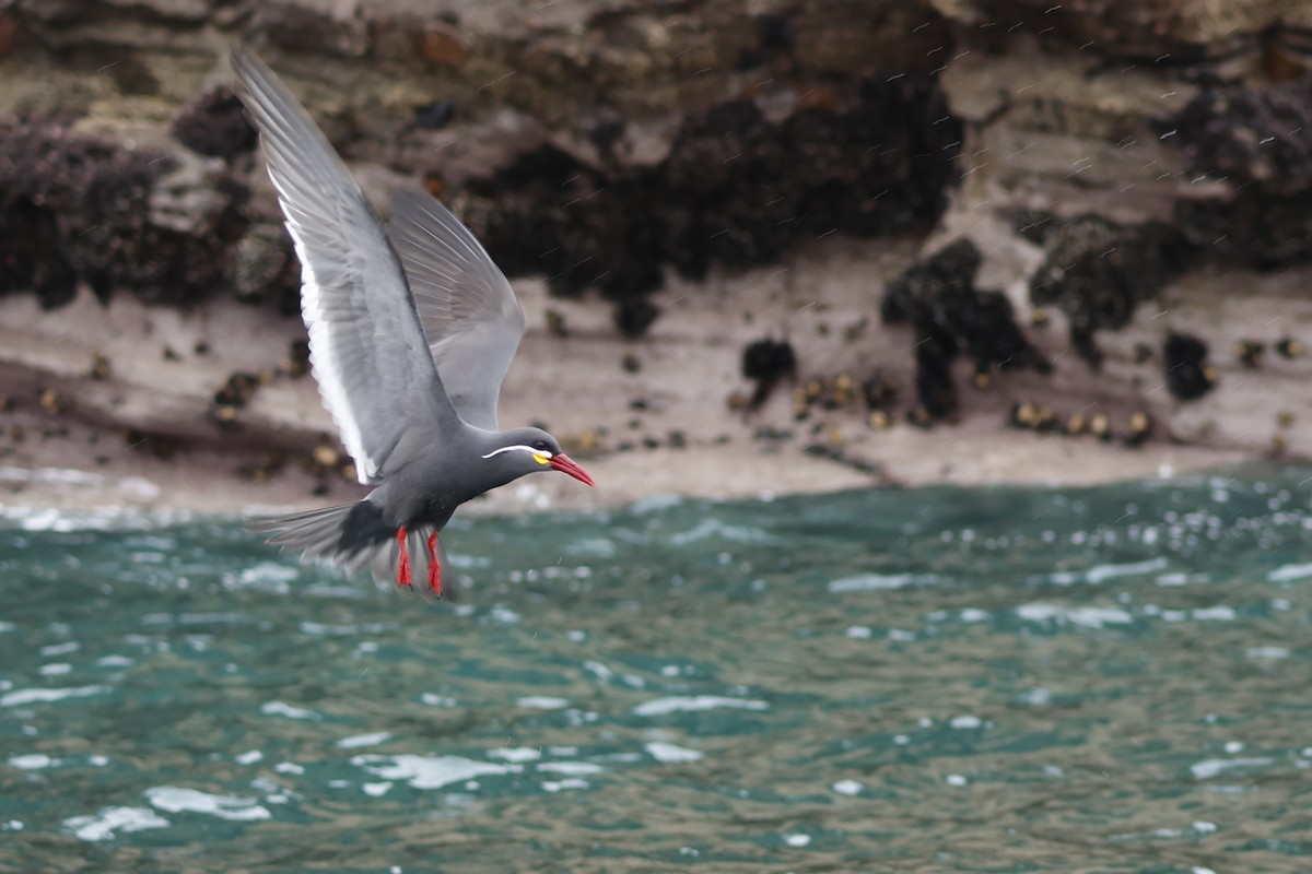 Inca Tern - ML643128196