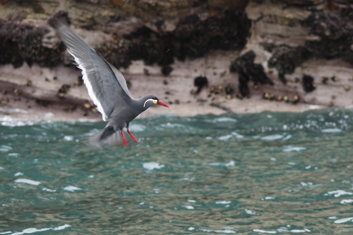 Inca Tern - ML643128197