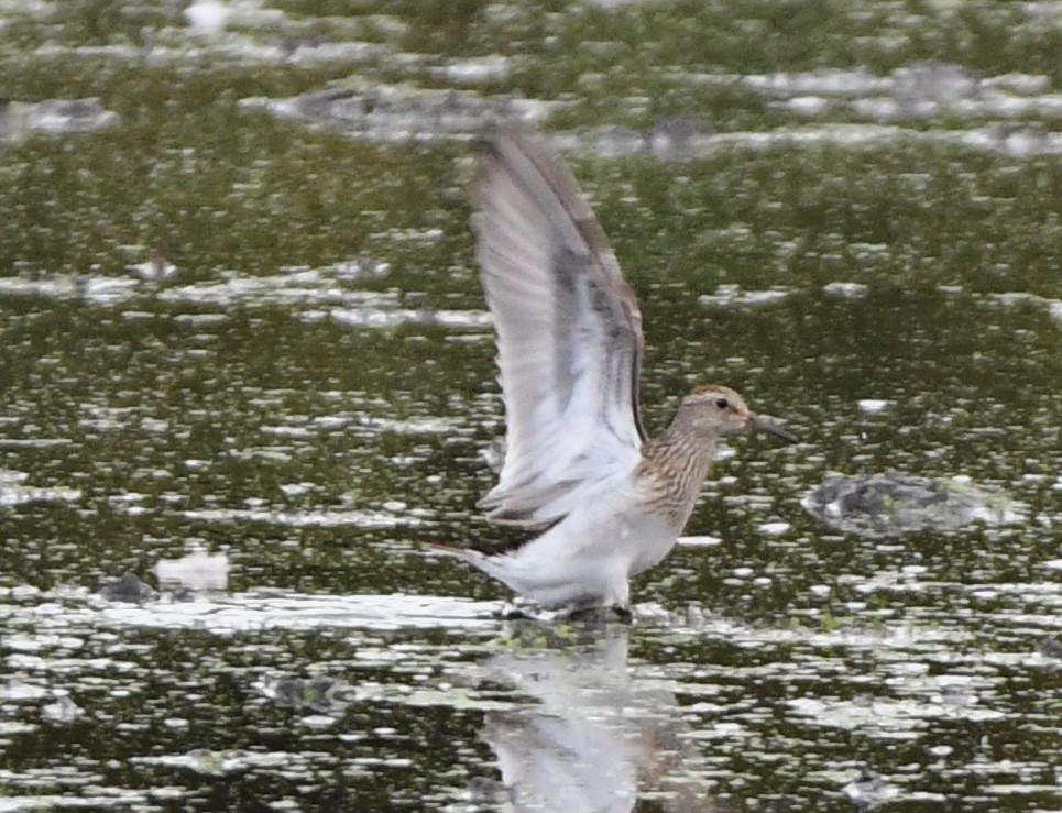 Pectoral Sandpiper - ML643128198