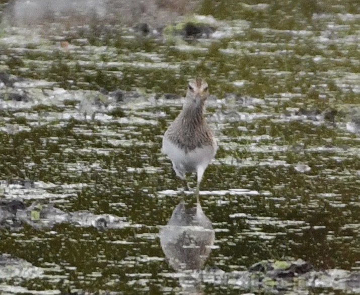 Pectoral Sandpiper - ML643128199