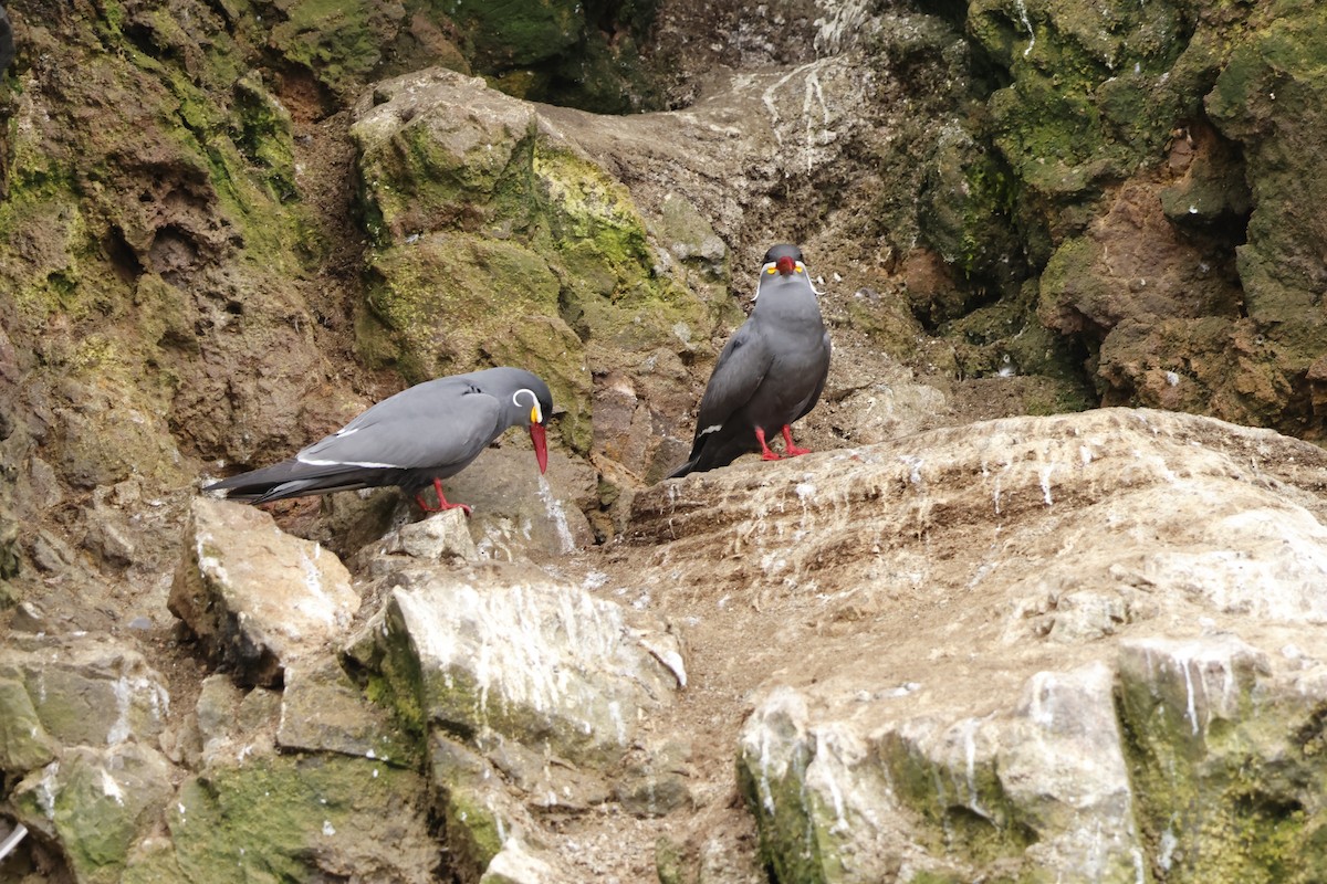 Inca Tern - ML643128201
