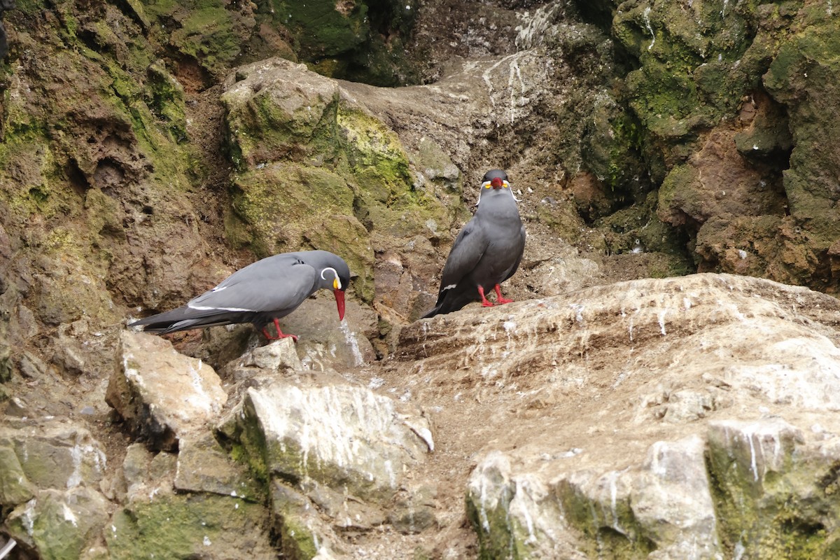 Inca Tern - ML643128202