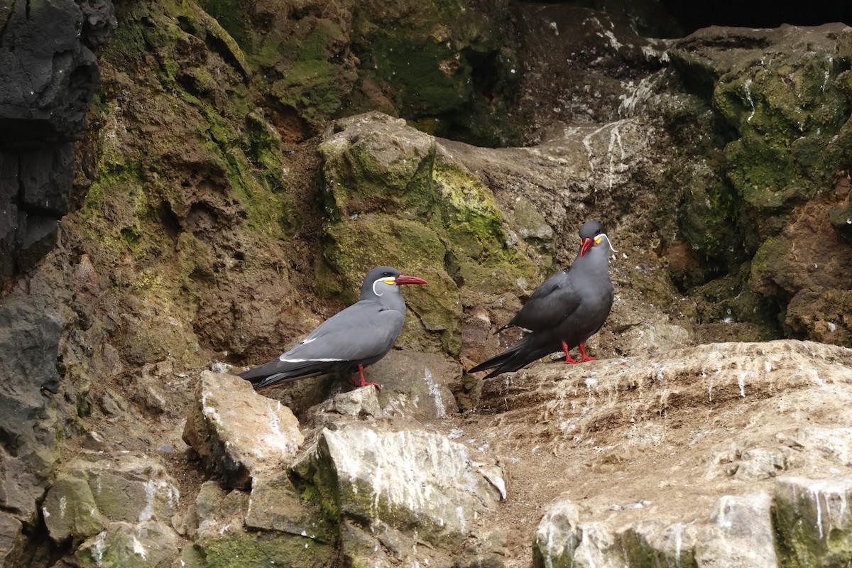Inca Tern - ML643128203