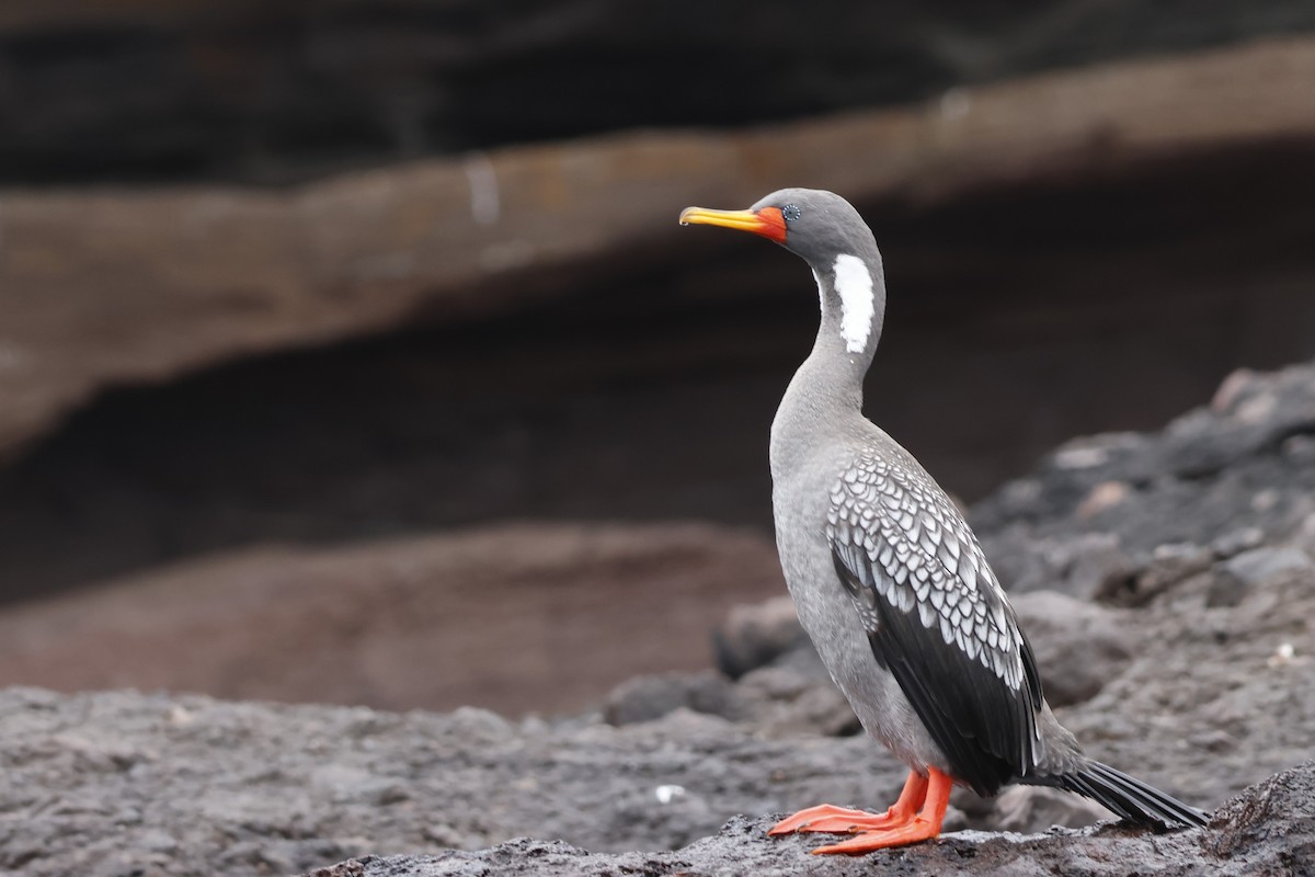 Red-legged Cormorant - ML643128213
