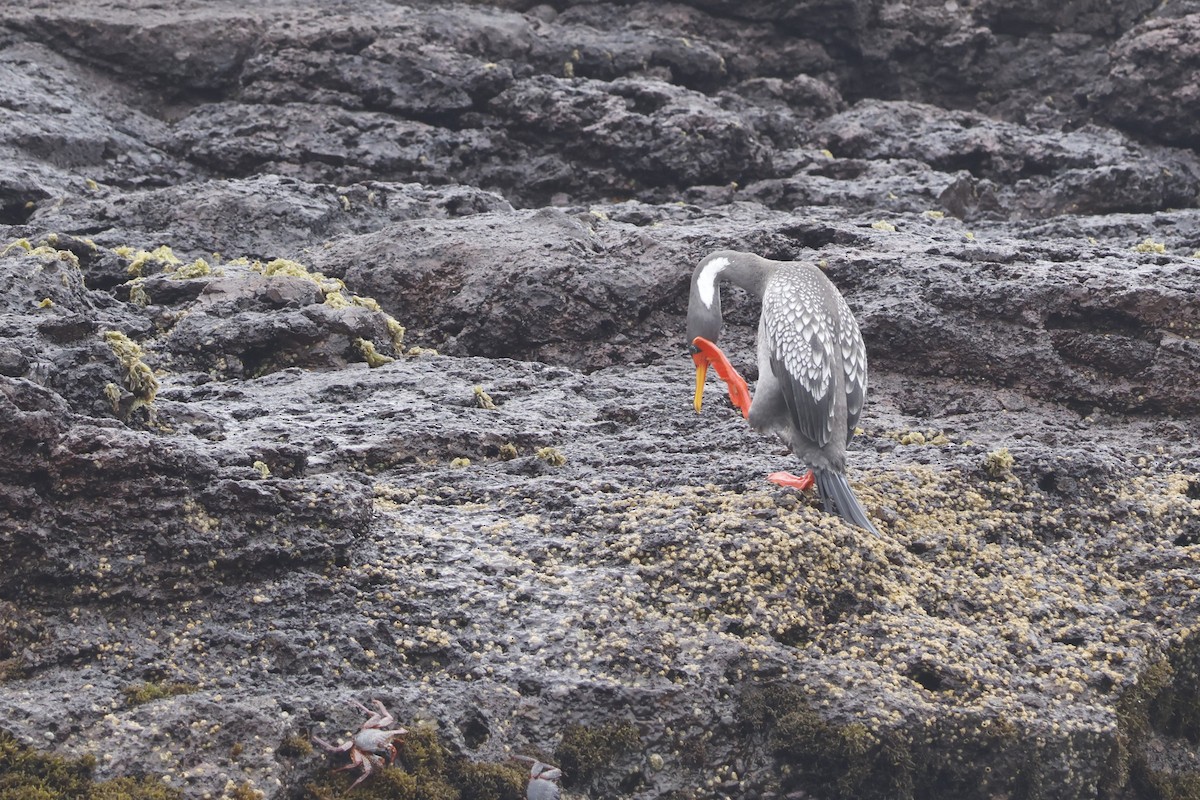 Red-legged Cormorant - ML643128214
