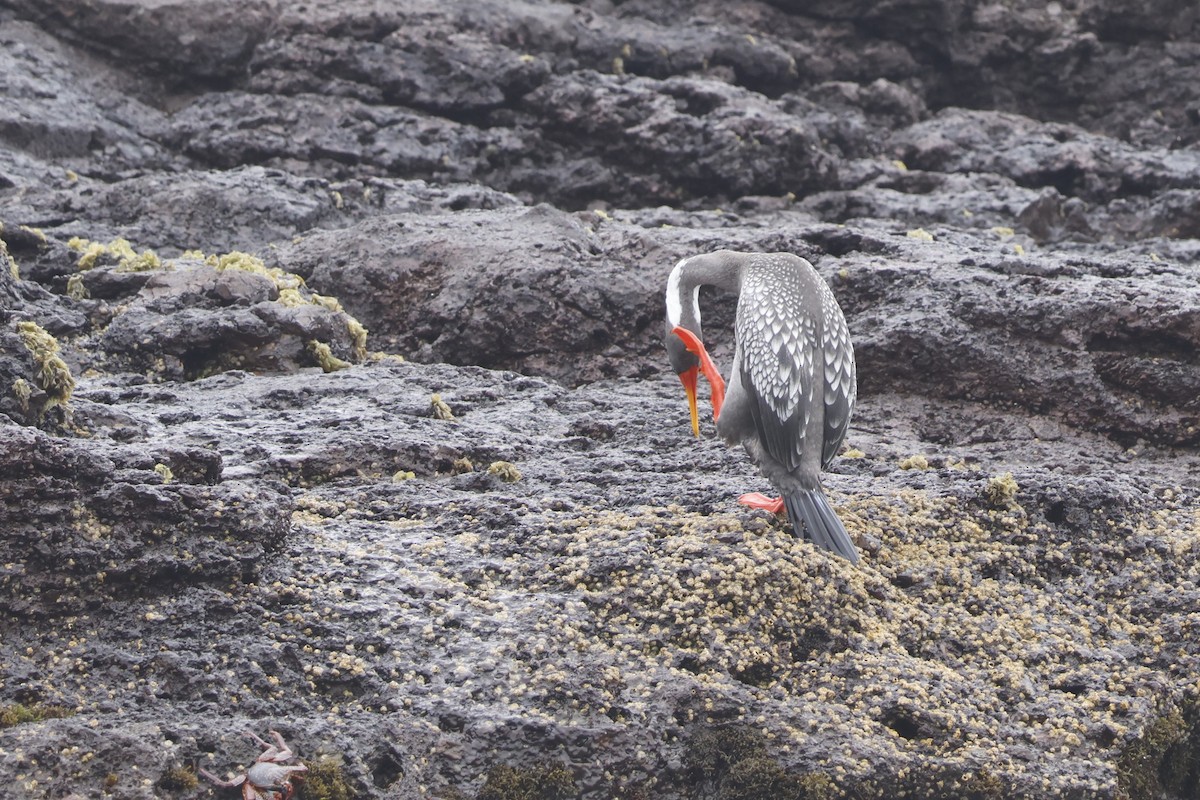 Red-legged Cormorant - ML643128215