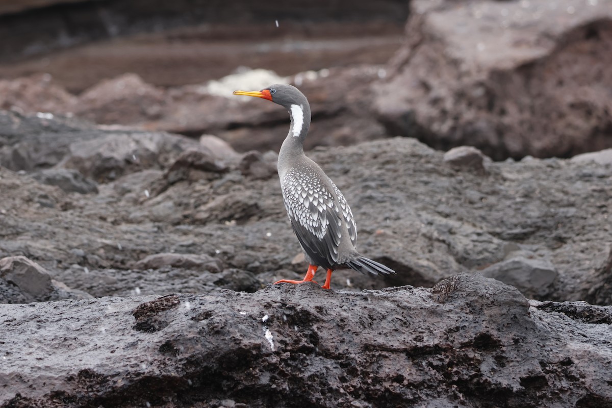 Red-legged Cormorant - ML643128216