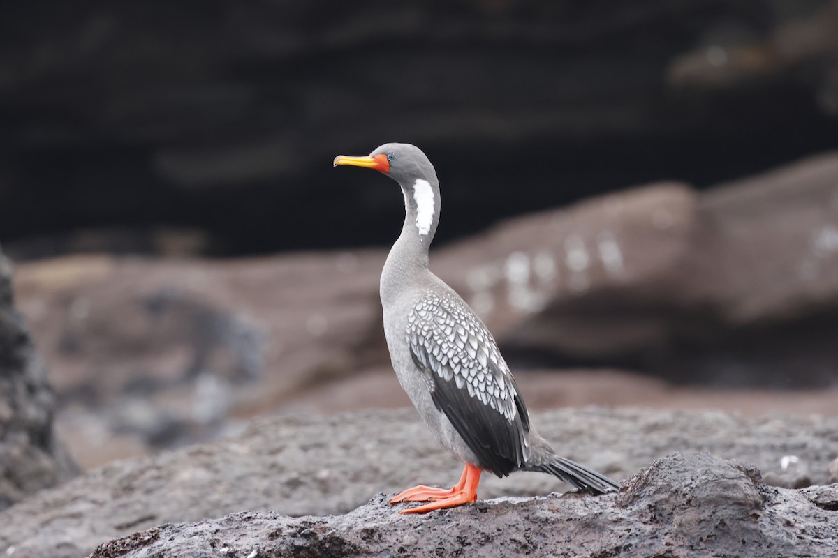 Red-legged Cormorant - ML643128217