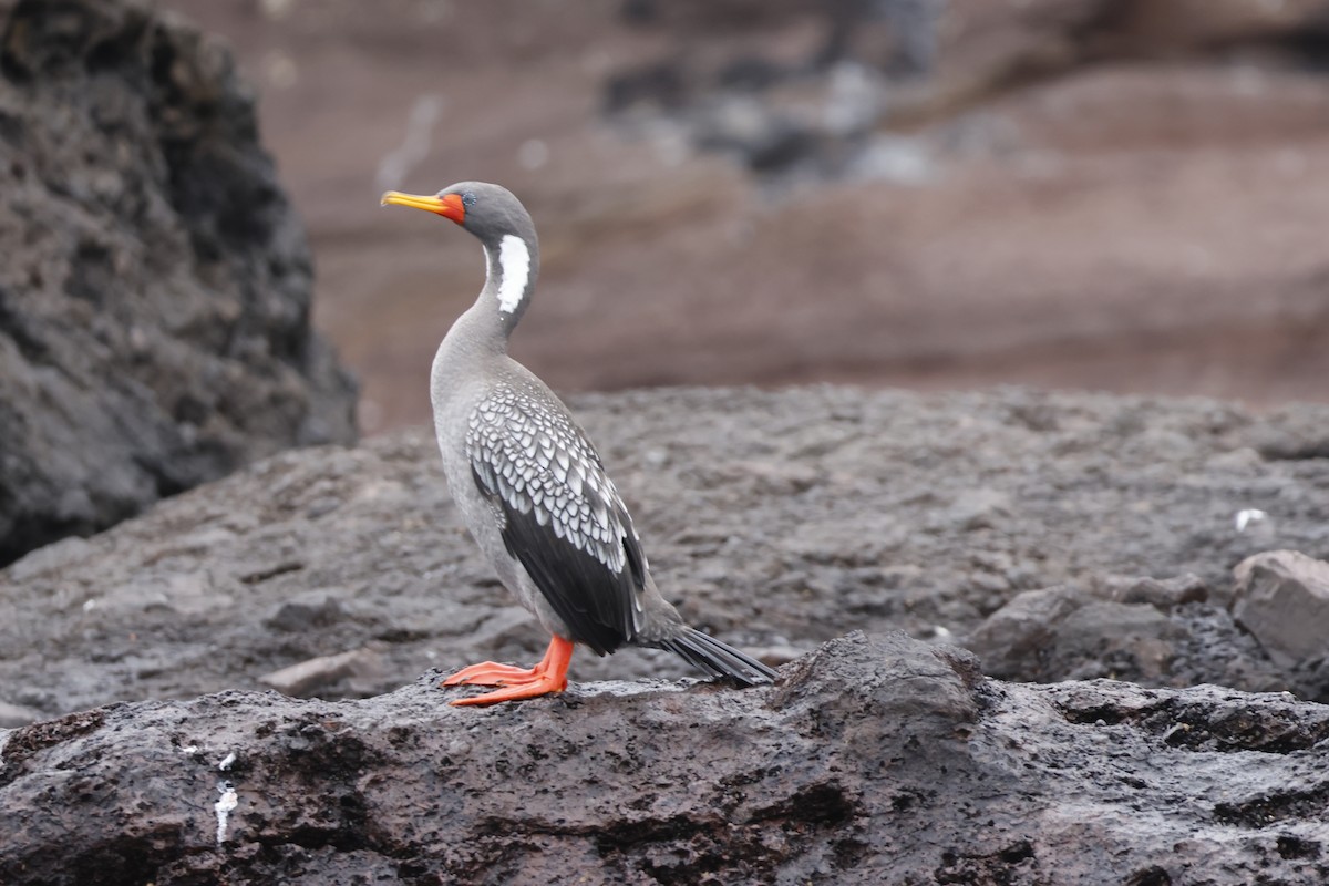 Red-legged Cormorant - ML643128218