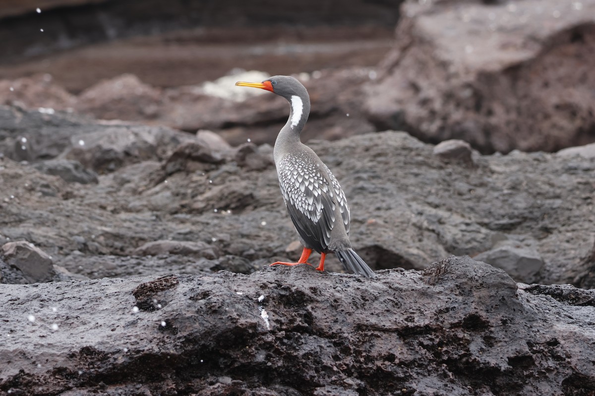 Red-legged Cormorant - ML643128219
