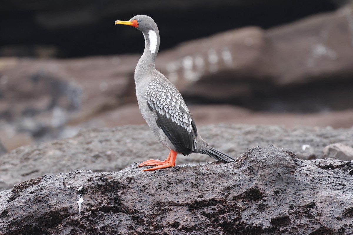 Red-legged Cormorant - ML643128220