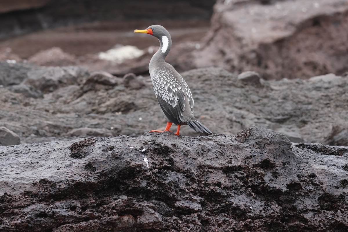 Red-legged Cormorant - ML643128221