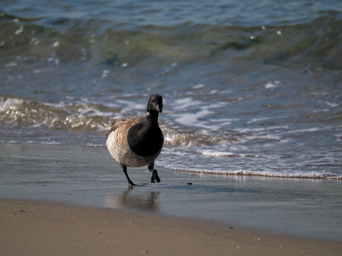 Brant - ML643128235