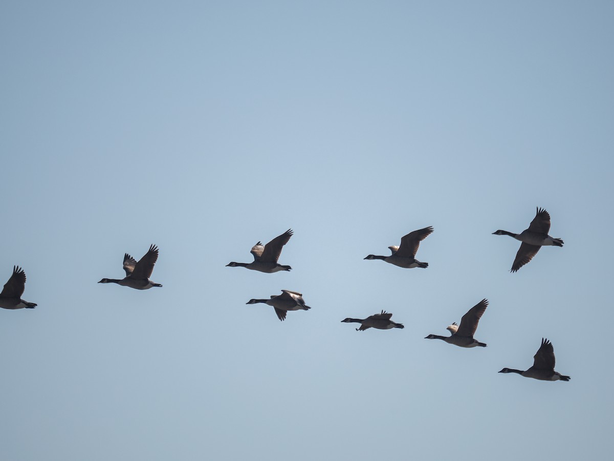 Canada Goose - ML643128239