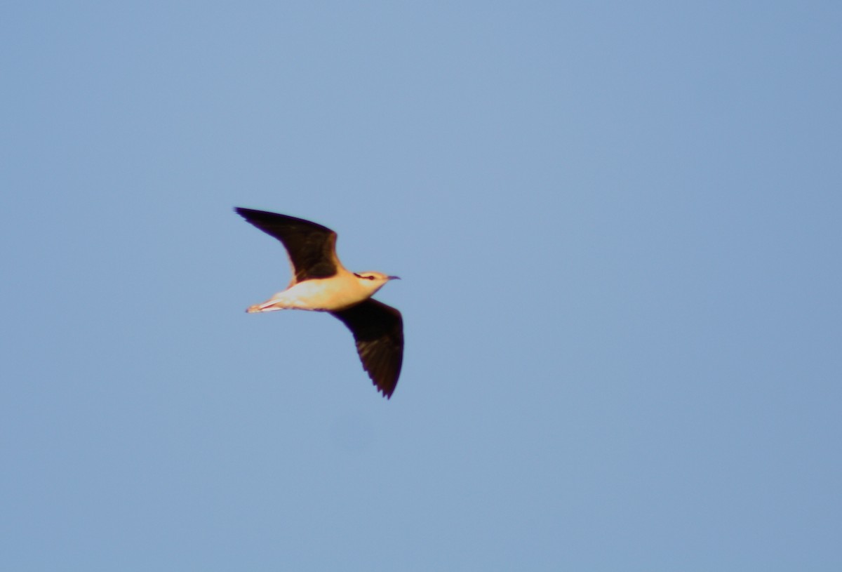 Rennvogel - ML643128240