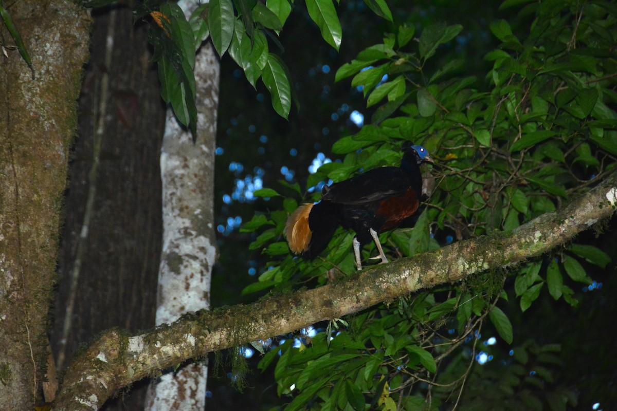 Bornean Crested Fireback - ML643128241