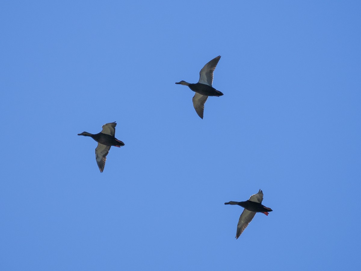 American Black Duck - ML643128242