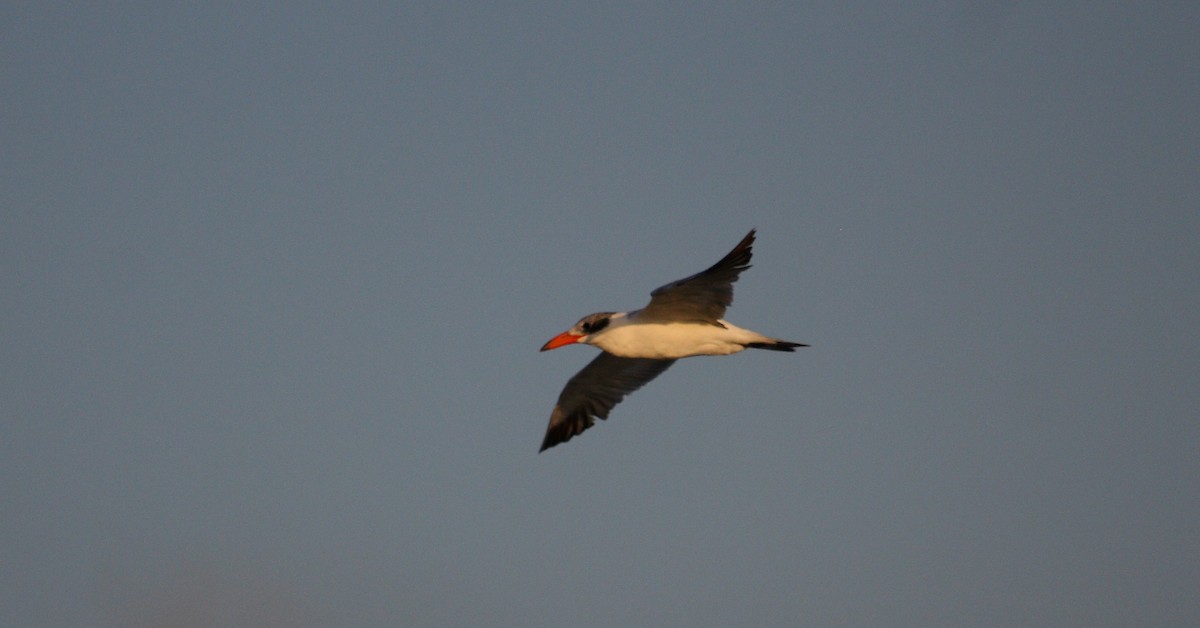 Raubseeschwalbe - ML643128245