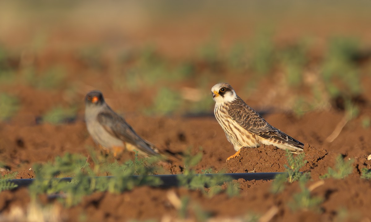Red-footed Falcon - ML643128247