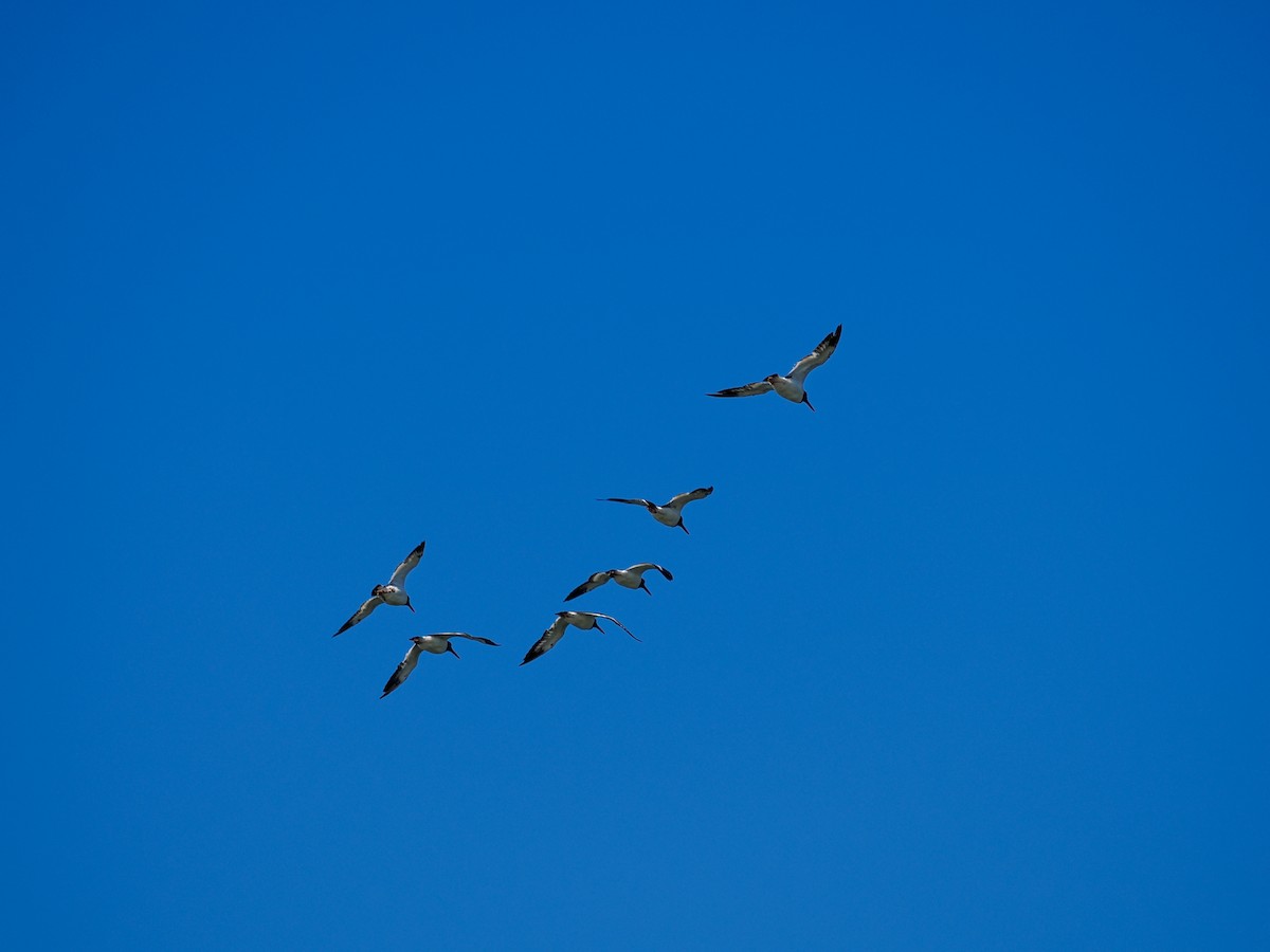 American Oystercatcher - ML643128248