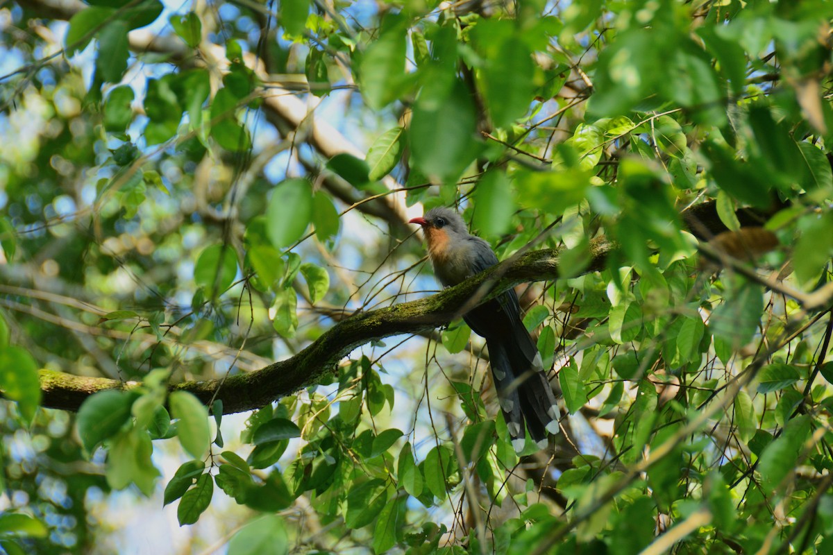 rødnebbmalkoha - ML643128260
