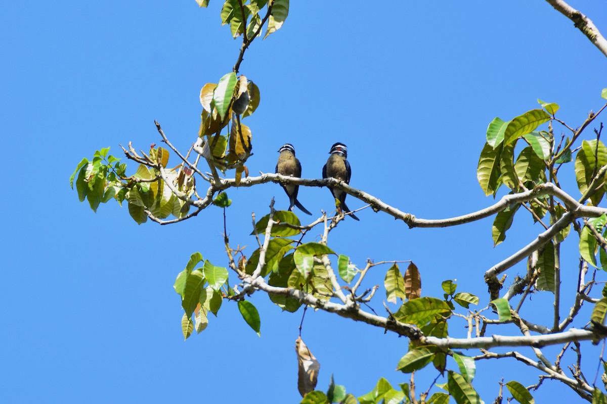 Whiskered Treeswift - ML643128262