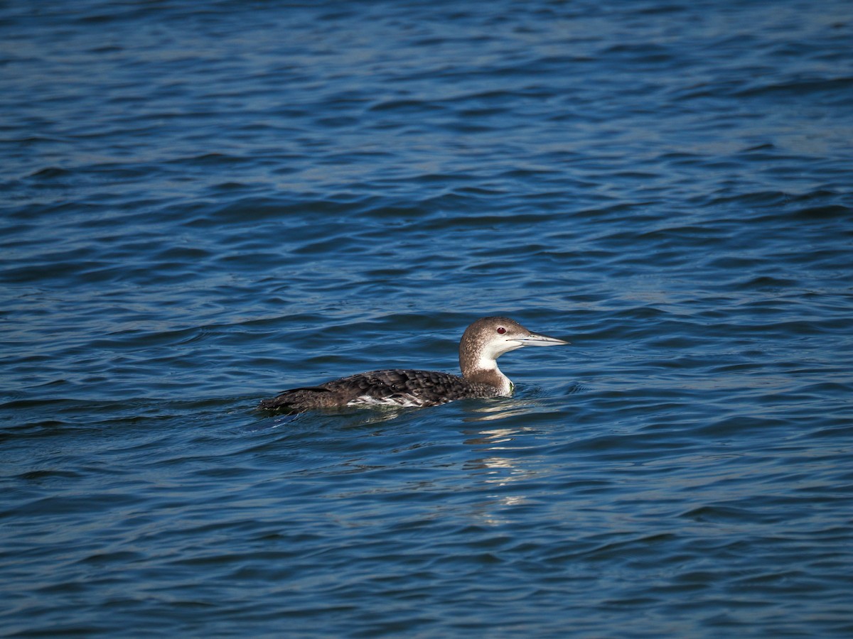 Common Loon - ML643128263