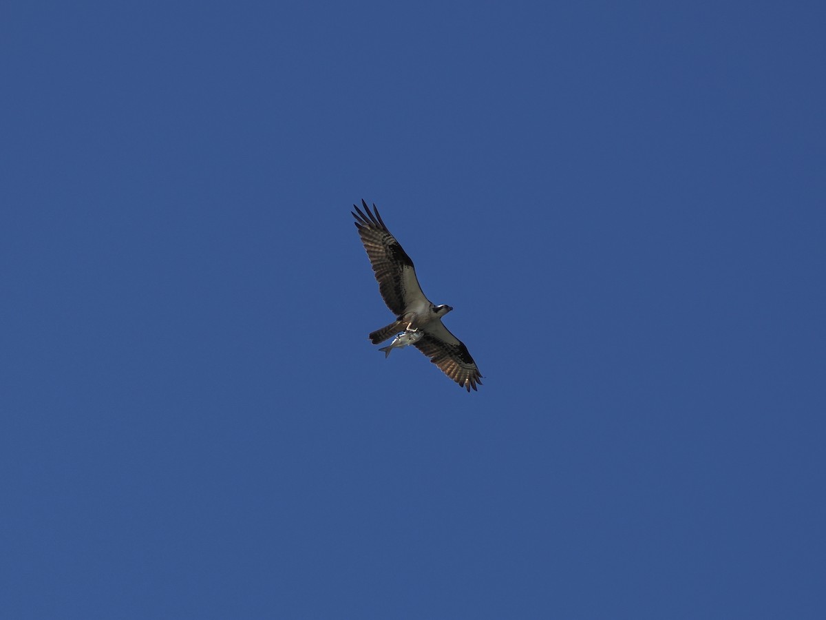 Osprey - ML643128266