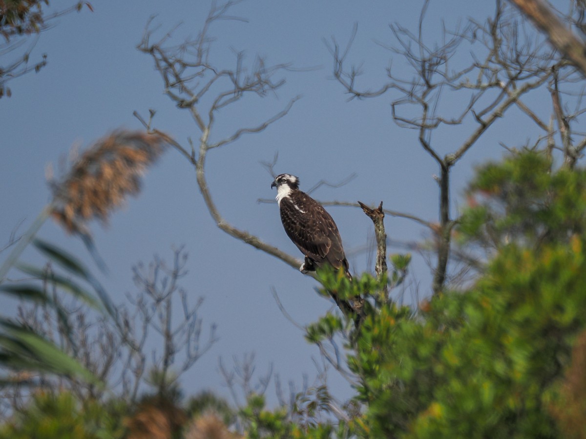 Osprey - ML643128267