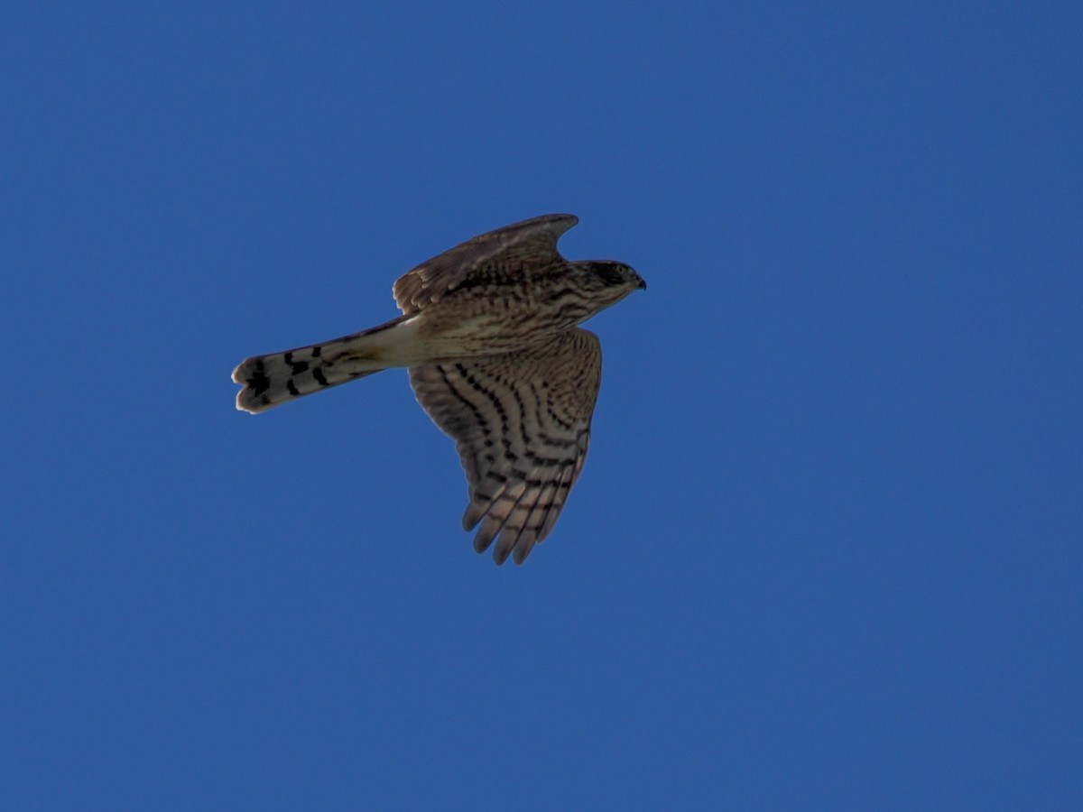 Sharp-shinned Hawk - ML643128269