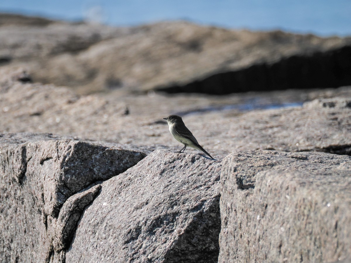 Eastern Phoebe - ML643128273