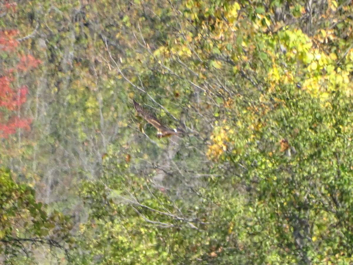 Northern Harrier - ML643128275