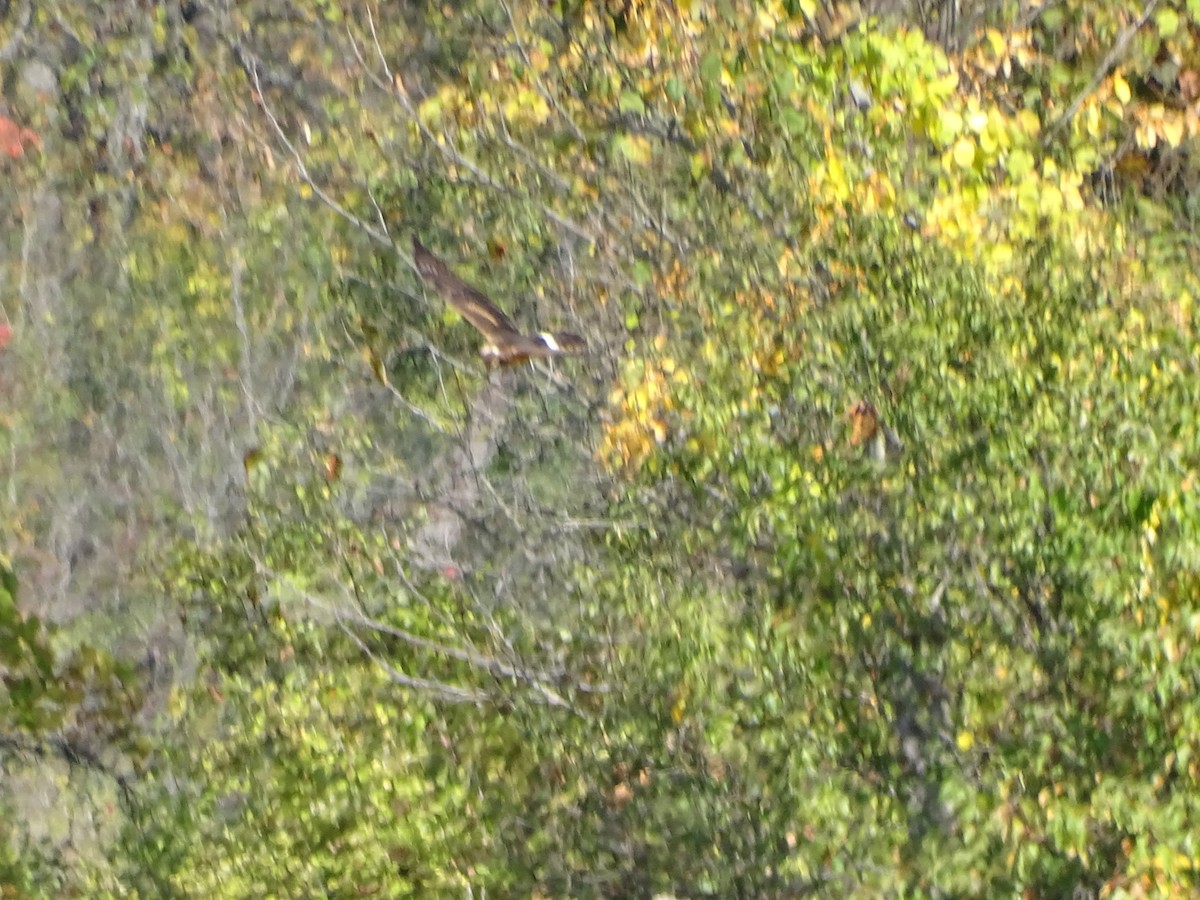 Northern Harrier - ML643128276