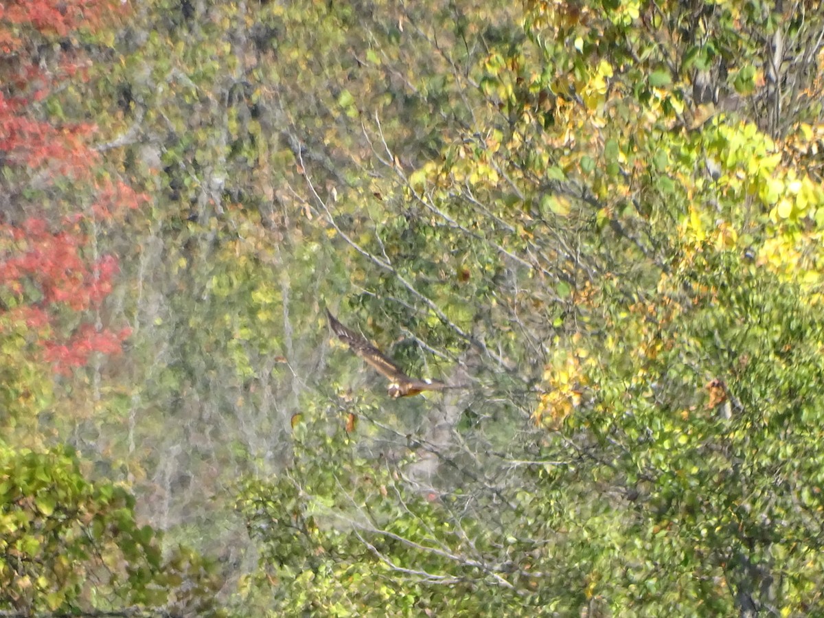 Northern Harrier - ML643128277