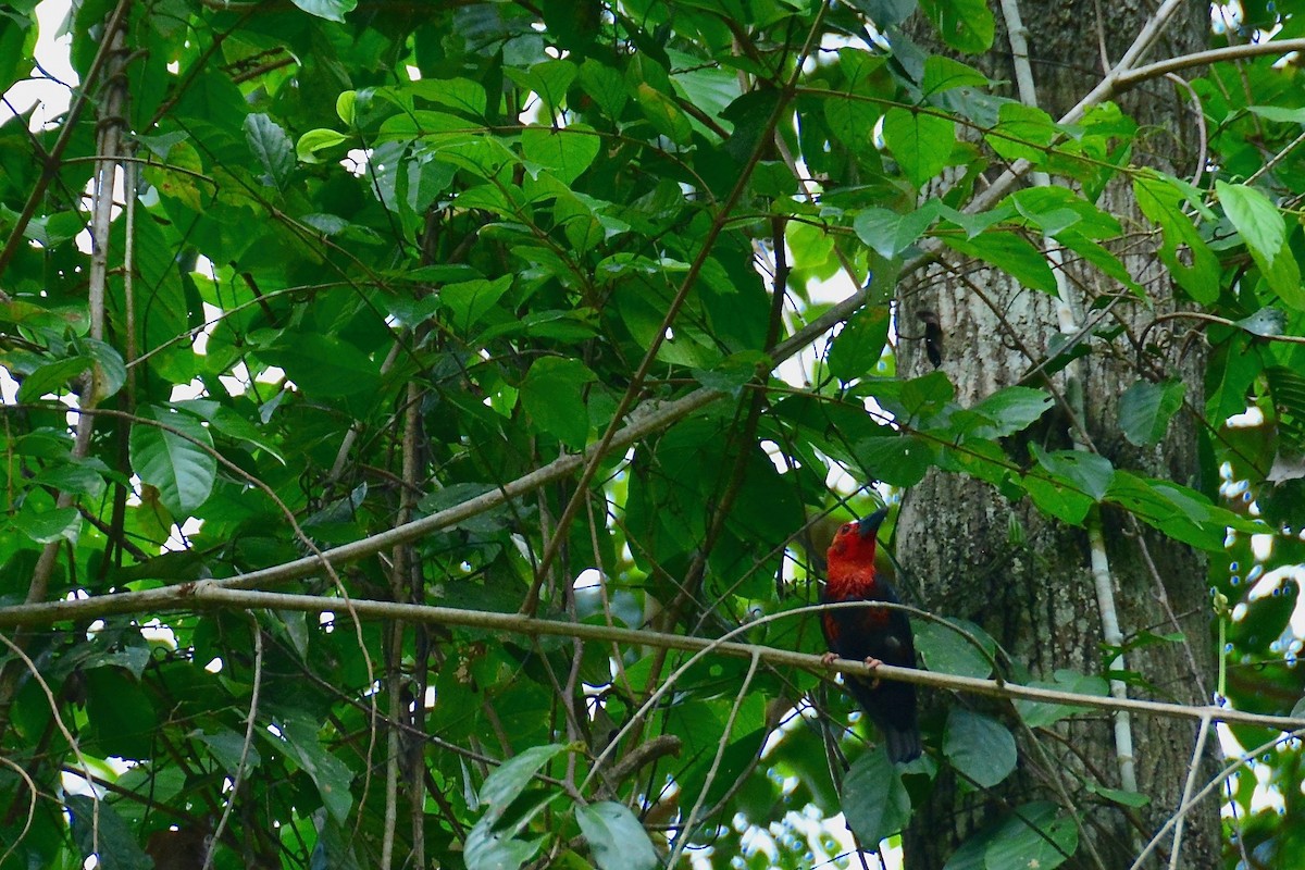 Bornean Bristlehead - ML643128280