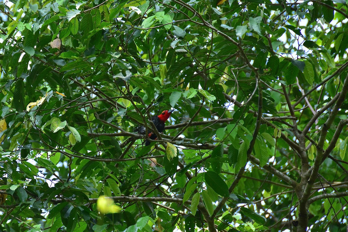 Bornean Bristlehead - ML643128281