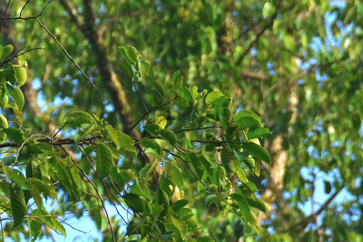 Lesser Green Leafbird - ML643128283