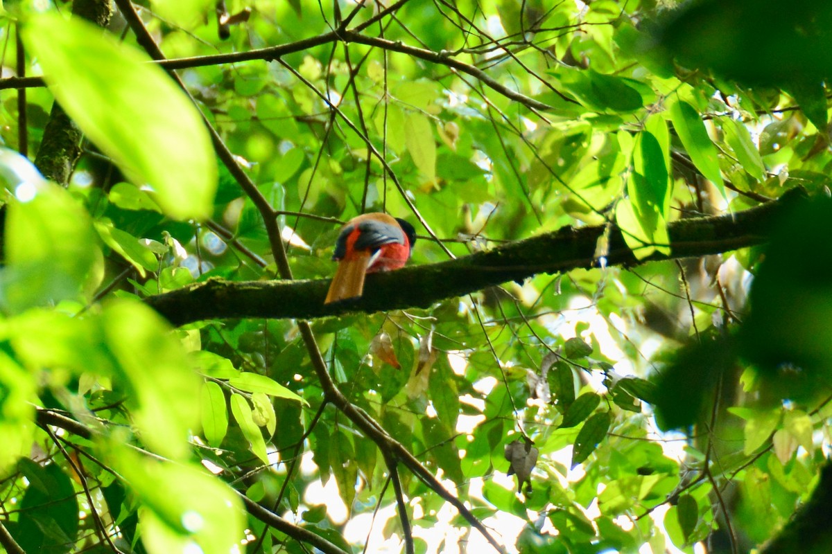 Scarlet-rumped Trogon - ML643128290