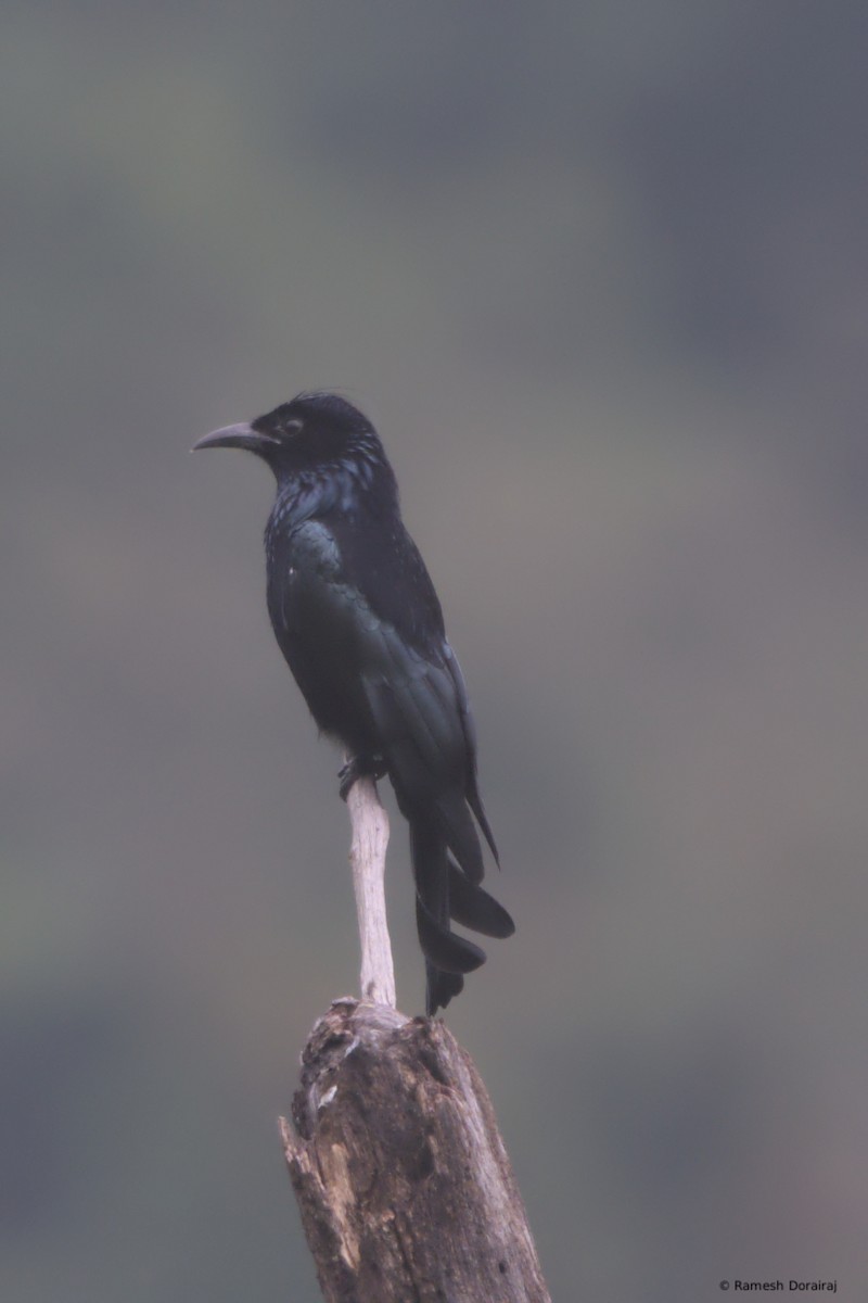 Hair-crested Drongo - ML643128307