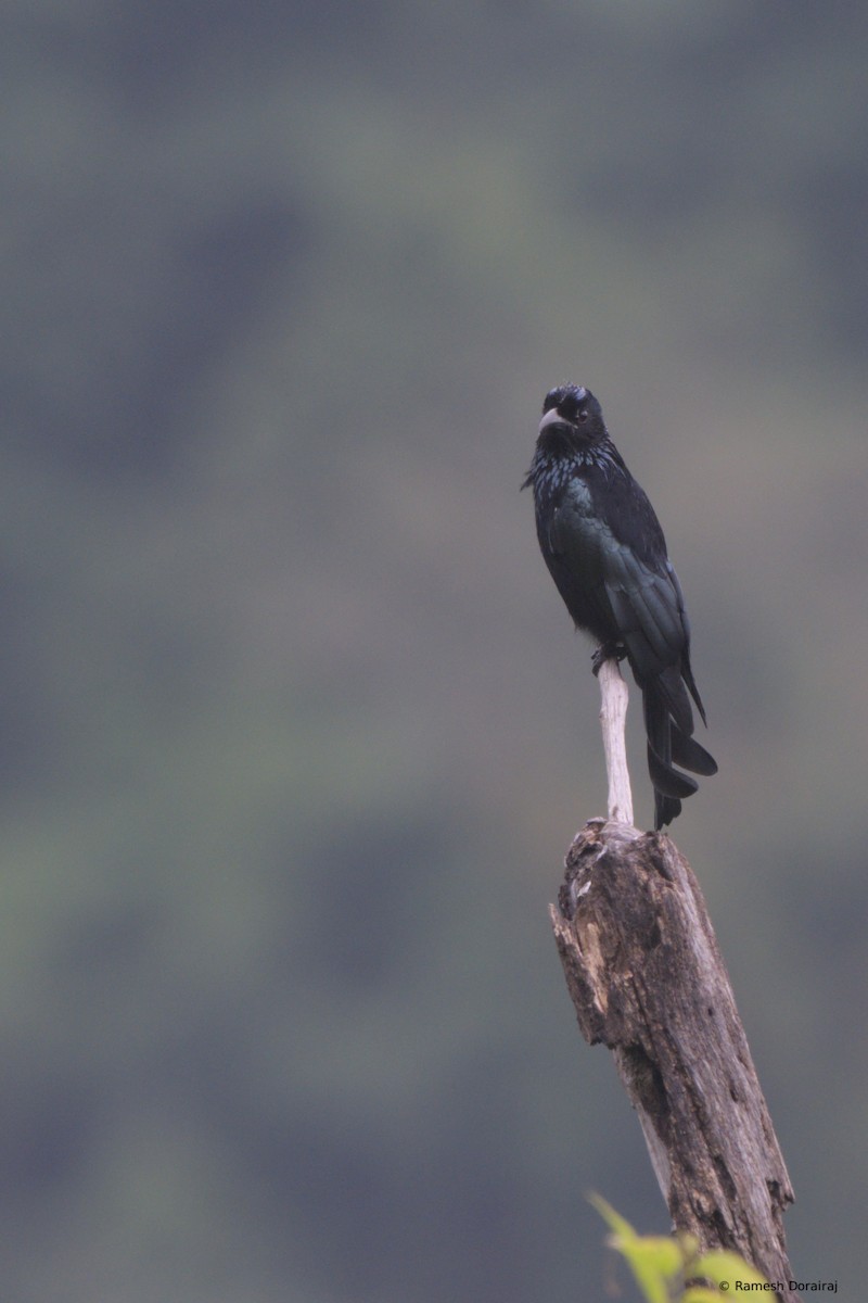 Hair-crested Drongo - ML643128308