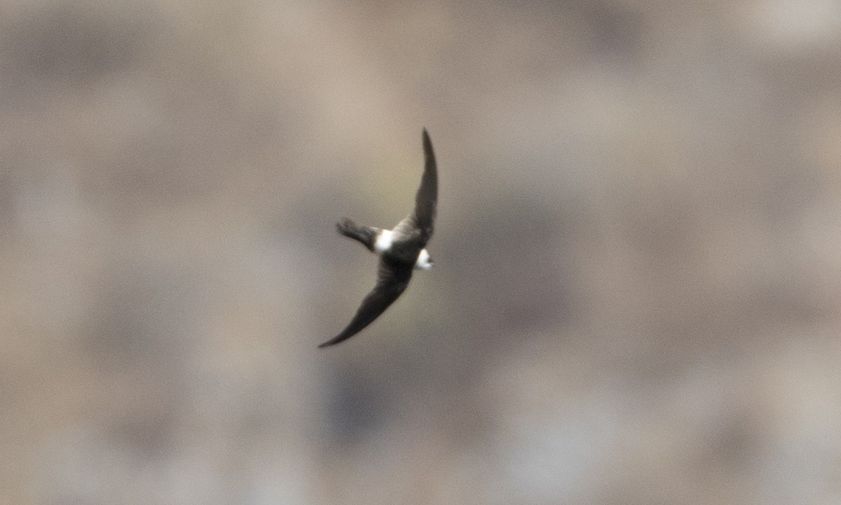 Andean Swift - Brian Sullivan